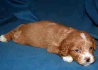 Fergie, a male Cavapoo for sale in Kosciusko, MS – Photo 4 of 6