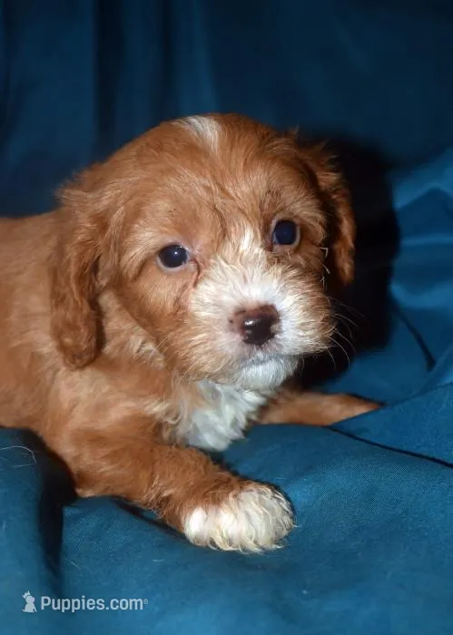Fergie, a male Cavapoo for sale in Kosciusko, MS – Photo 1 of 6