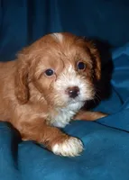 Fergie, a male Cavapoo for sale in Kosciusko, MS – Photo 1 of 6