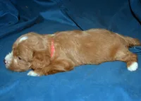 Fergie, a male Cavapoo for sale in Kosciusko, MS – Photo 5 of 6