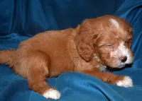 Fergie, a male Cavapoo for sale in Kosciusko, MS – Photo 3 of 6