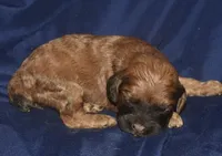 Aimee, a female Cockapoo for sale in Kosciusko, MS – 5 of 6