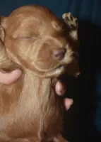 Ajay, a male Cockapoo for sale in Kosciusko, MS – 3 of 6