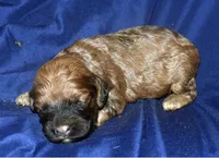 Aimee, a female Cockapoo for sale in Kosciusko, MS – 3 of 6
