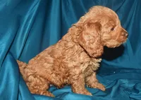 Ajay, a male Cockapoo for sale in Kosciusko, MS – 2 of 9