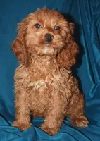 Ajay, a male Cockapoo for sale in Kosciusko, MS – 5 of 10