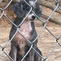 Izzie, a female Poodle - Miniature  for sale in Kosciusko, MS – Photo 1 of 7