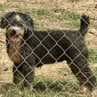 Izzie, a female Poodle - Miniature  for sale in Kosciusko, MS – Photo 2 of 7