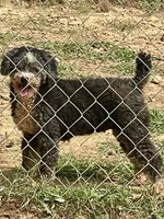 Izzie, a female Poodle - Miniature  for sale in Kosciusko, MS – Photo 2 of 7