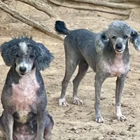 Izzie, a female Poodle - Miniature  for sale in Kosciusko, MS – Photo 7 of 7