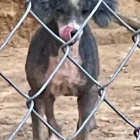 Izzie, a female Poodle - Miniature  for sale in Kosciusko, MS – Photo 4 of 7