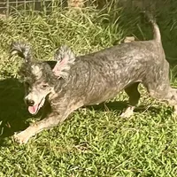 Izzie, a female Poodle - Miniature  for sale in Kosciusko, MS – Photo 6 of 7
