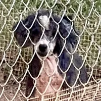 Izzie, a female Poodle - Miniature  for sale in Kosciusko, MS – Photo 5 of 7