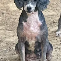Izzie, a female Poodle - Miniature  for sale in Kosciusko, MS – Photo 3 of 7