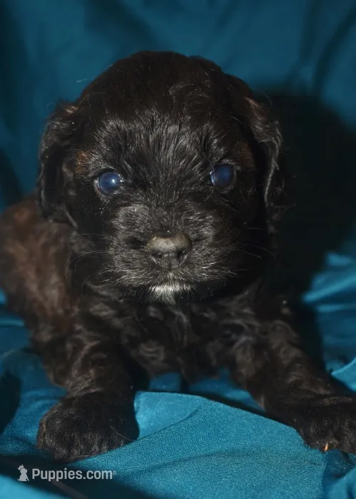 Abbie – Cockapoo puppy for sale in Kosciusko, MS
