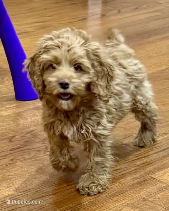 Ajay – Cockapoo puppy for sale in Kosciusko, MS
