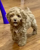 Ajay, a male Cockapoo for sale in Kosciusko, MS – 1 of 10