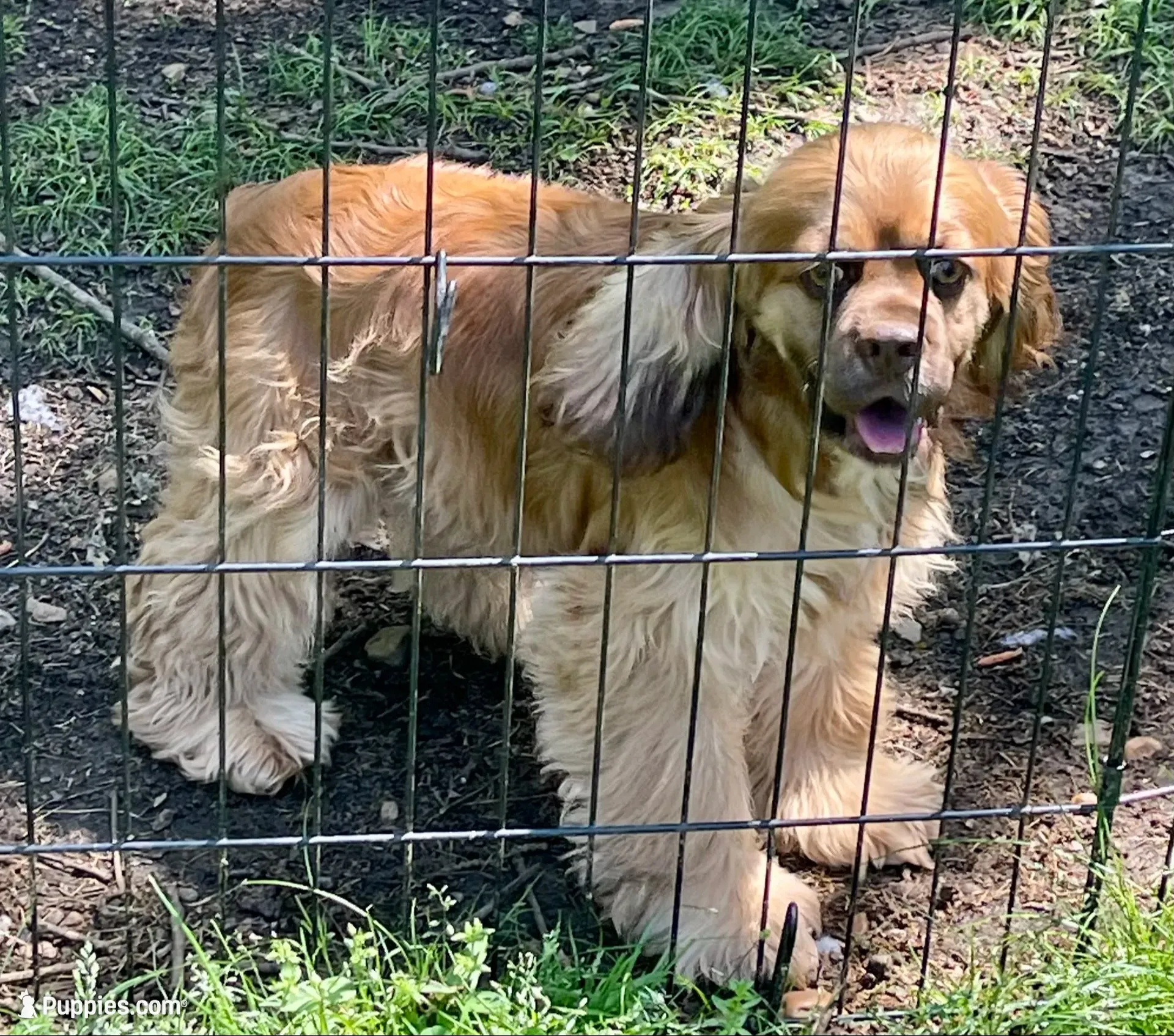Ajay, a male Cockapoo for sale in Kosciusko, MS – 8 of 9