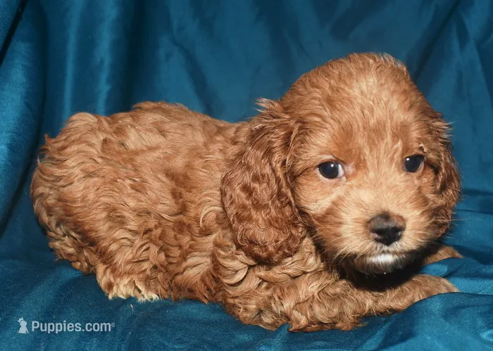 Ajay – Cockapoo puppy for sale in Kosciusko, MS