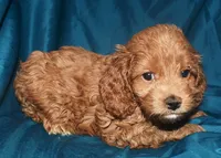 Ajay, a male Cockapoo for sale in Kosciusko, MS – 1 of 9