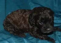 Abbie, a female Cockapoo for sale in Kosciusko, MS – 6 of 10