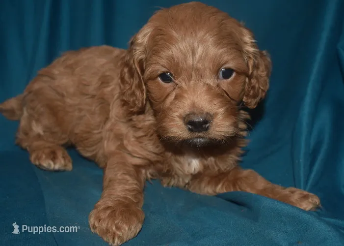 Cade – Cockapoo puppy for sale in Kosciusko, MS