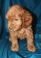 Ajay, a male Cockapoo for sale in Kosciusko, MS – 4 of 9