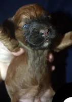 Aimee, a female Cockapoo for sale in Kosciusko, MS – 2 of 6