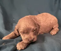 Cade, a male Cockapoo for sale in Kosciusko, MS – 3 of 3