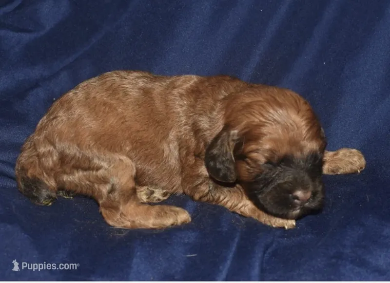 Aimee – Cockapoo puppy for sale in Kosciusko, MS