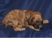 Aimee, a female Cockapoo for sale in Kosciusko, MS – 1 of 6