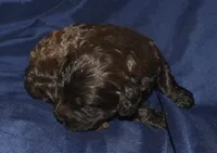 Adelle, a female Cockapoo for sale in Kosciusko, MS – 4 of 6