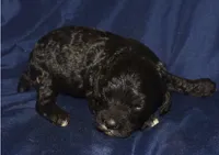 Abbie, a female Cockapoo for sale in Kosciusko, MS – 2 of 6