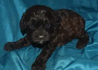 Abbie, a female Cockapoo for sale in Kosciusko, MS – 5 of 10