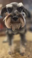 Pepita, a female Miniature Schnauzer for sale in Fayetteville, NC – 6 of 10