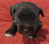 Chocolate Girl 4 White Paws, a female Miniature Schnauzer for sale in Fayetteville, NC – Photo 2 of 7