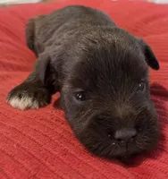 Chocolate Girl 4 White Paws, a female Miniature Schnauzer for sale in Fayetteville, NC – Photo 1 of 7