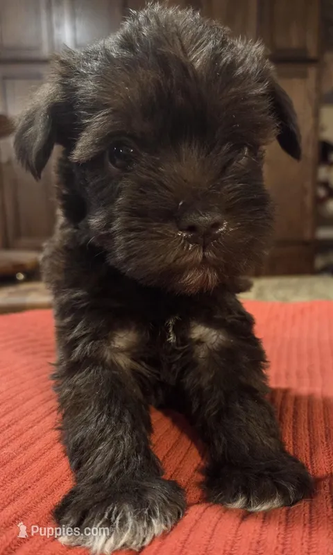 Chocolate Girl 4 White Paws – Miniature Schnauzer puppy for sale in Fayetteville, NC