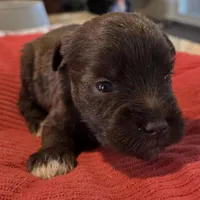 Chocolate Girl 4 White Paws, a female Miniature Schnauzer for sale in Fayetteville, NC – Photo 7 of 7