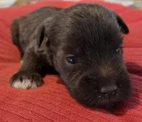 Chocolate Girl 4 White Paws, a female Miniature Schnauzer for sale in Fayetteville, NC – Photo 3 of 7