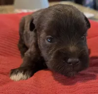 Chocolate Girl 4 White Paws, a female Miniature Schnauzer for sale in Fayetteville, NC – Photo 6 of 7