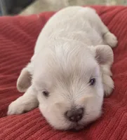Little White Girl , a female Miniature Schnauzer for sale in Fayetteville, NC – 10 of 10