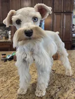 CIELO, a female Miniature Schnauzer for sale in Fayetteville, NC – 2 of 10
