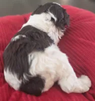 Rosie's Boy  BP, a male Miniature Schnauzer for sale in Fayetteville, NC – 5 of 10