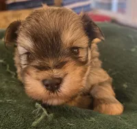 boy 1 Liver Pepper, a male Miniature Schnauzer for sale in Fayetteville, NC – Photo 1 of 6