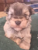 boy 1 Liver Pepper, a male Miniature Schnauzer for sale in Fayetteville, NC – Photo 6 of 6