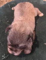 boy 1 Liver Pepper, a male Miniature Schnauzer for sale in Fayetteville, NC – Photo 4 of 6