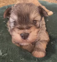 boy 1 Liver Pepper, a male Miniature Schnauzer for sale in Fayetteville, NC – Photo 5 of 6