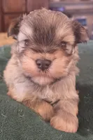 boy 1 Liver Pepper, a male Miniature Schnauzer for sale in Fayetteville, NC – Photo 3 of 6