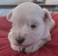 Big white Girl , a female Miniature Schnauzer for sale in Fayetteville, NC – 2 of 9